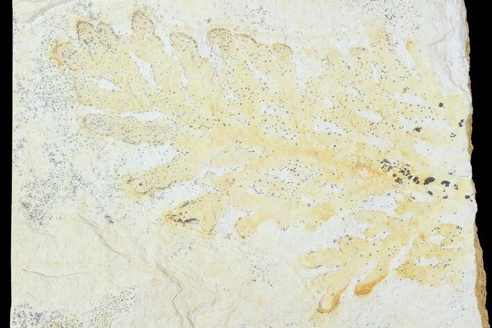 Fossil Plant (Brachyphyllum) - Solnhofen Limestone, Germany #100795
